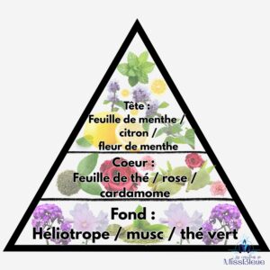 Pyramide olfactive feuille menthe