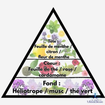 Pyramide olfactive feuille menthe